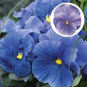 Afbeelding van Viola P9 Grootbloemig Light blue